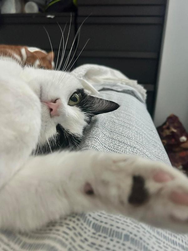 Enlarge Milo & Loki - Bonded Brothers , a ADOPTABLE Domestic Medium Hair in Mississauga, ON image 3/5