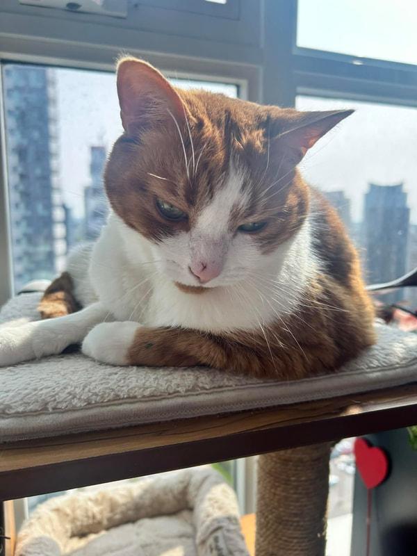 Enlarge Milo & Loki - Bonded Brothers , a ADOPTABLE Domestic Medium Hair in Mississauga, ON image 4/5