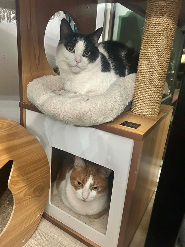Enlarge Milo & Loki - Bonded Brothers , a ADOPTABLE Domestic Medium Hair in Mississauga, ON image 1/5