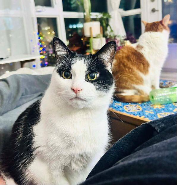 Enlarge Milo & Loki - Bonded Brothers , a ADOPTABLE Domestic Medium Hair in Mississauga, ON image 5/5