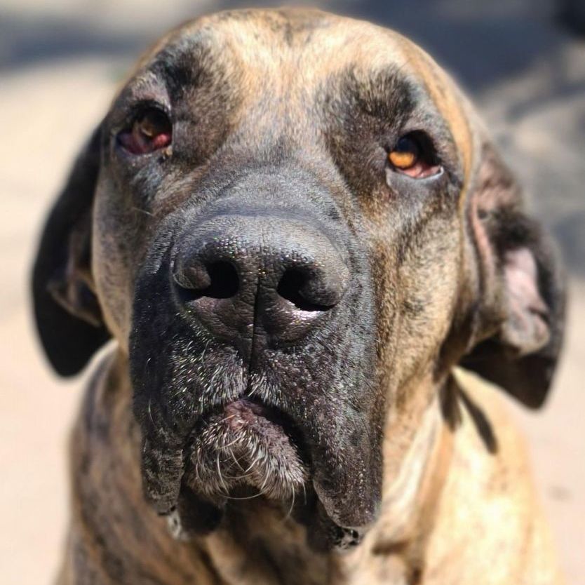 Enlarge Hemi, a Adoptable Mastiff in Tehachapi, CA image 1/4