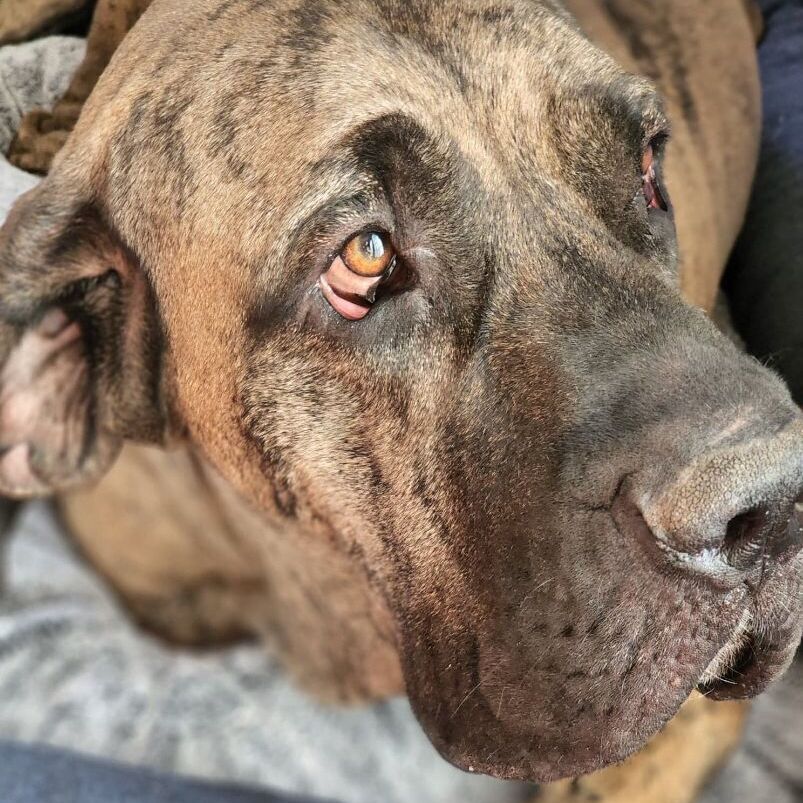 Enlarge Hemi, a Adoptable Mastiff in Tehachapi, CA image 2/4