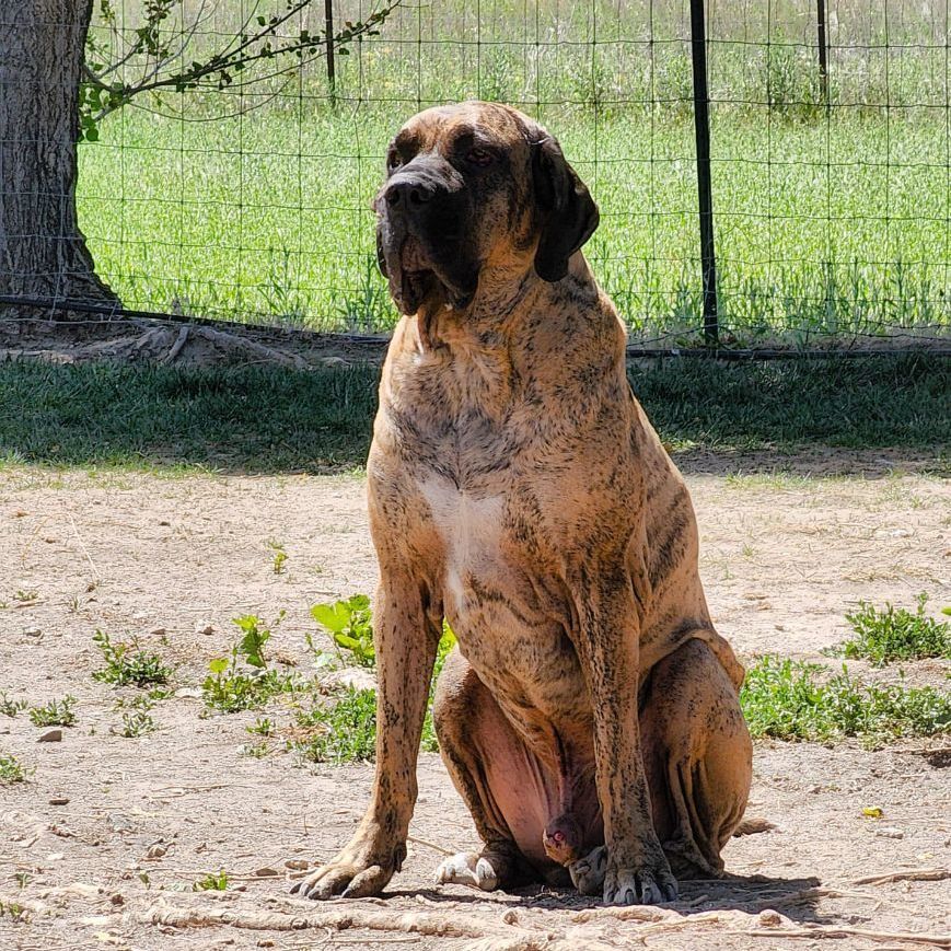 Enlarge Hemi, a Adoptable Mastiff in Tehachapi, CA image 4/4