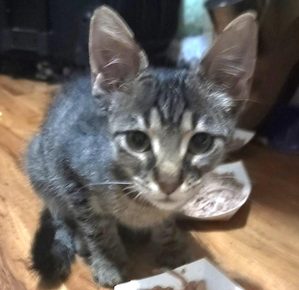RICKY, Adoptable, Kitten Male Domestic Short Hair.