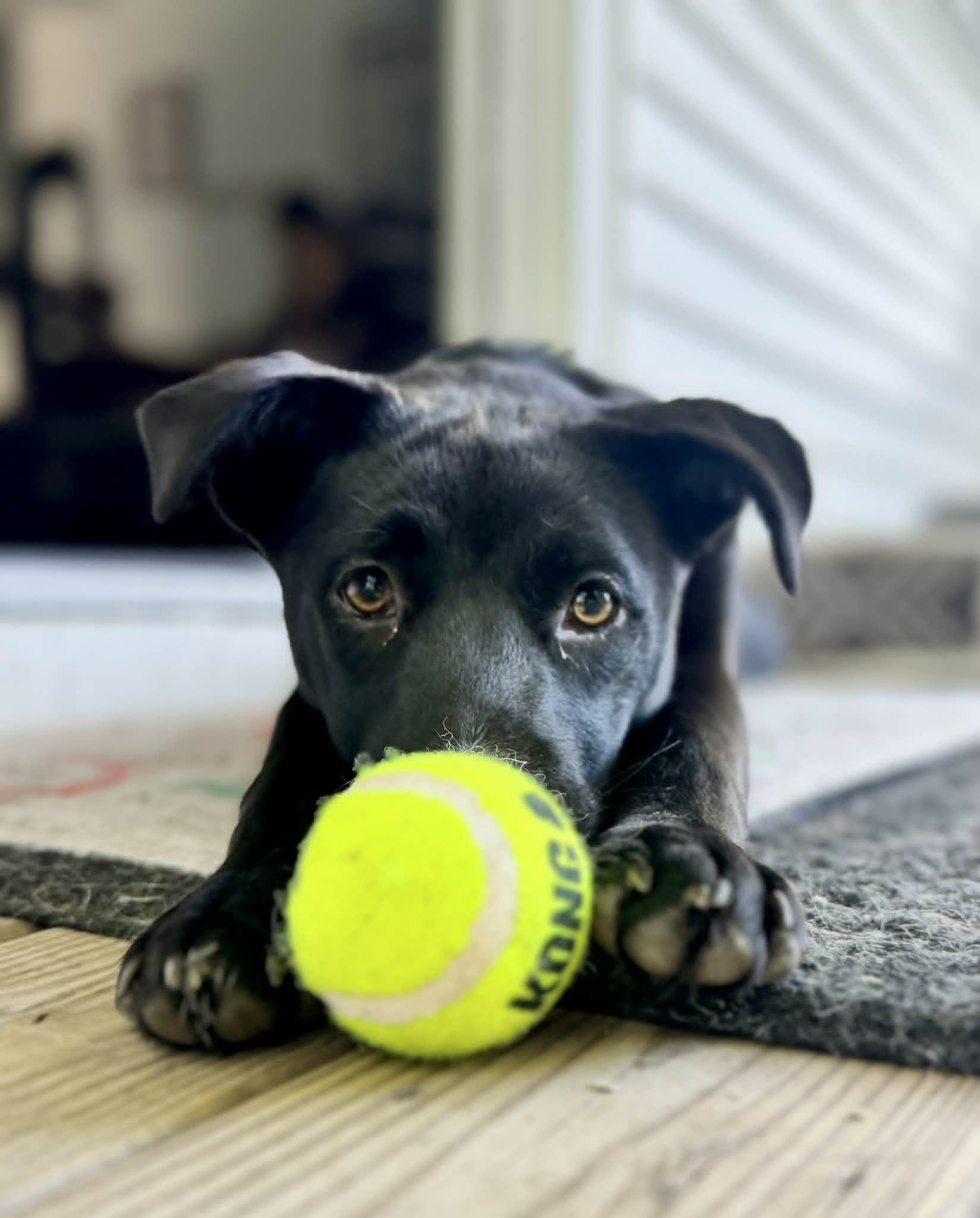 Enlarge TILLIE, a ADOPTABLE Mixed Breed in Charlotte, VT image 3/6
