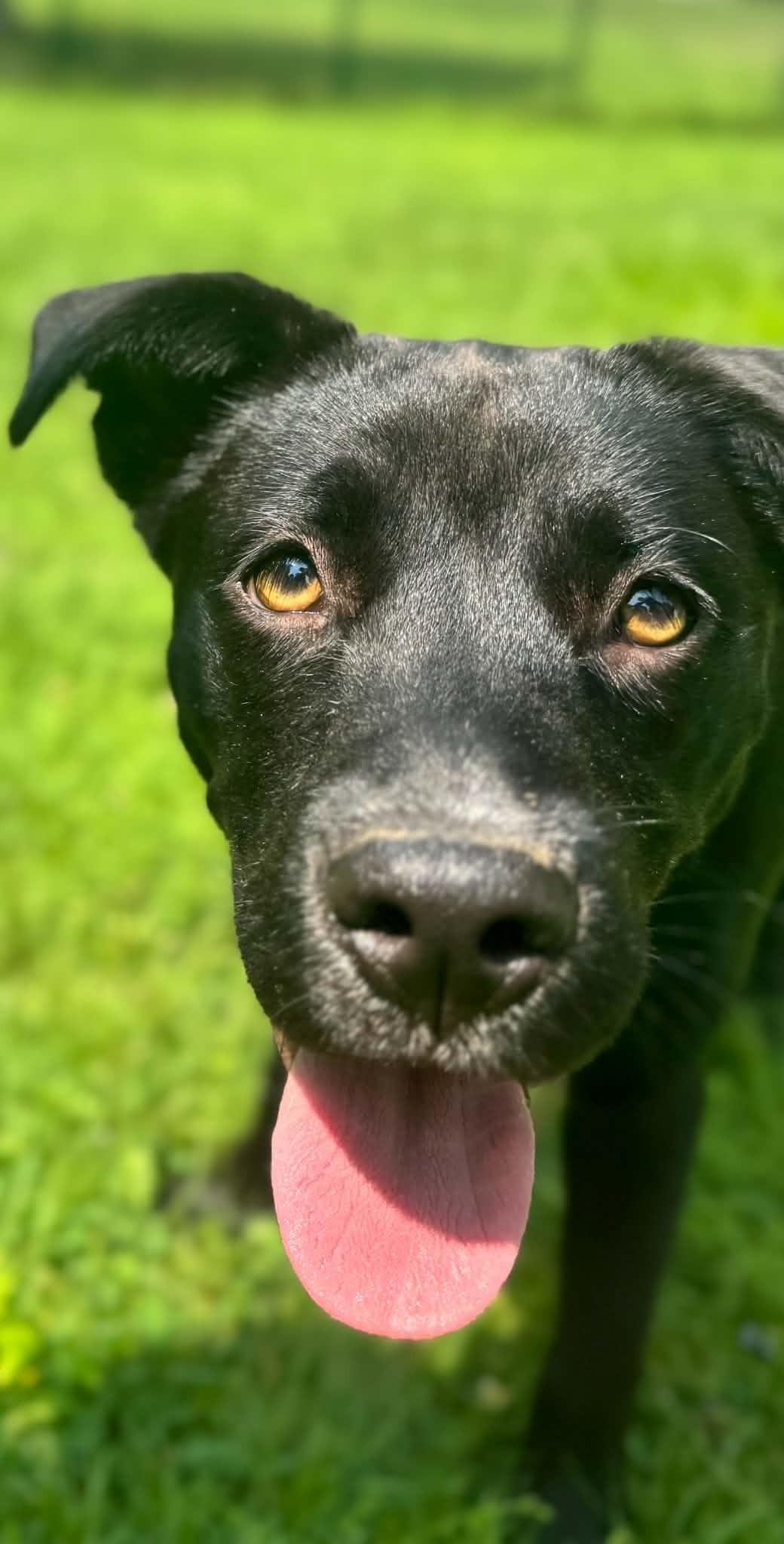 Enlarge TILLIE, a ADOPTABLE Mixed Breed in Charlotte, VT image 6/6