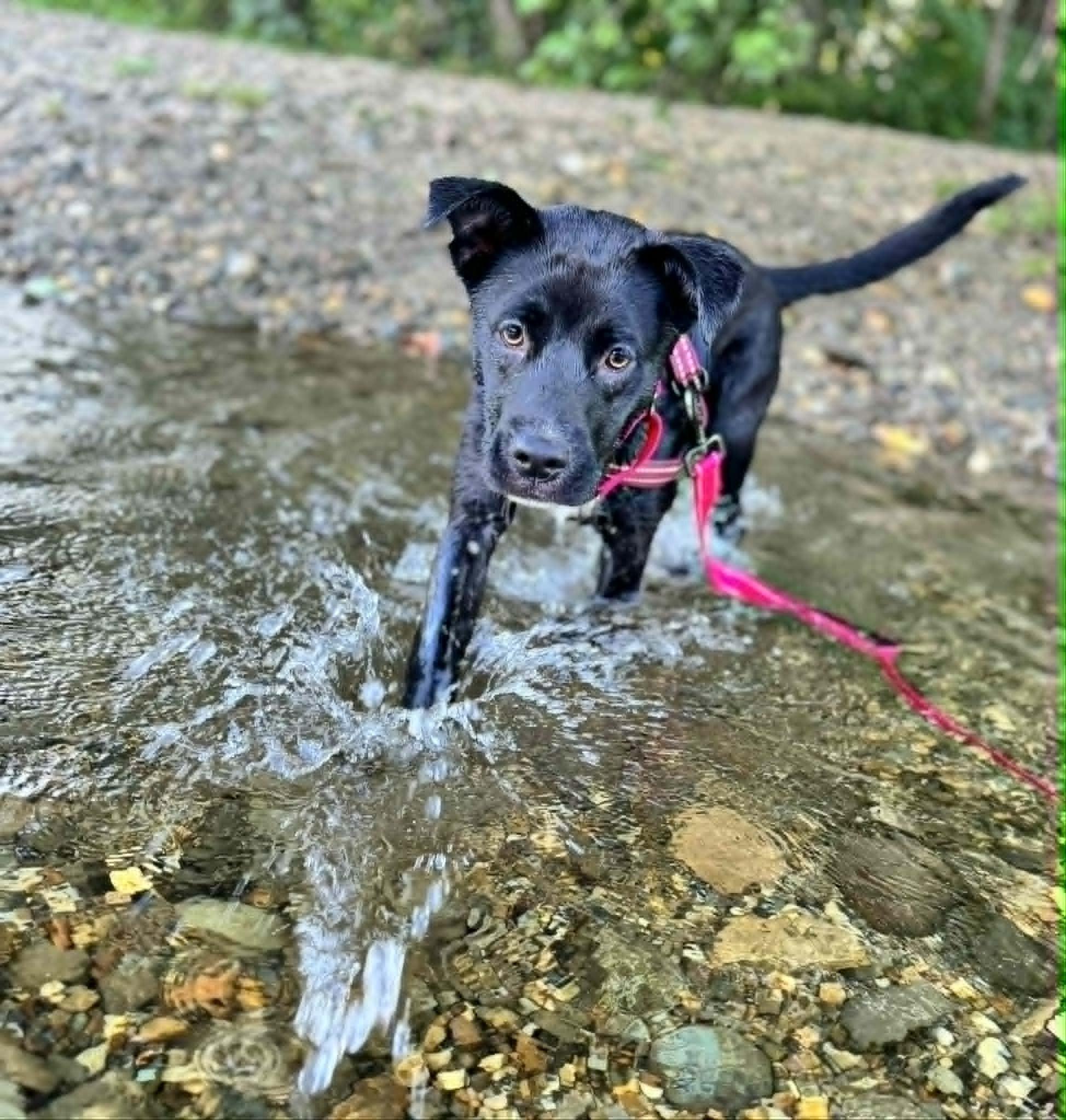 Enlarge TILLIE, a ADOPTABLE Mixed Breed in Charlotte, VT image 1/6