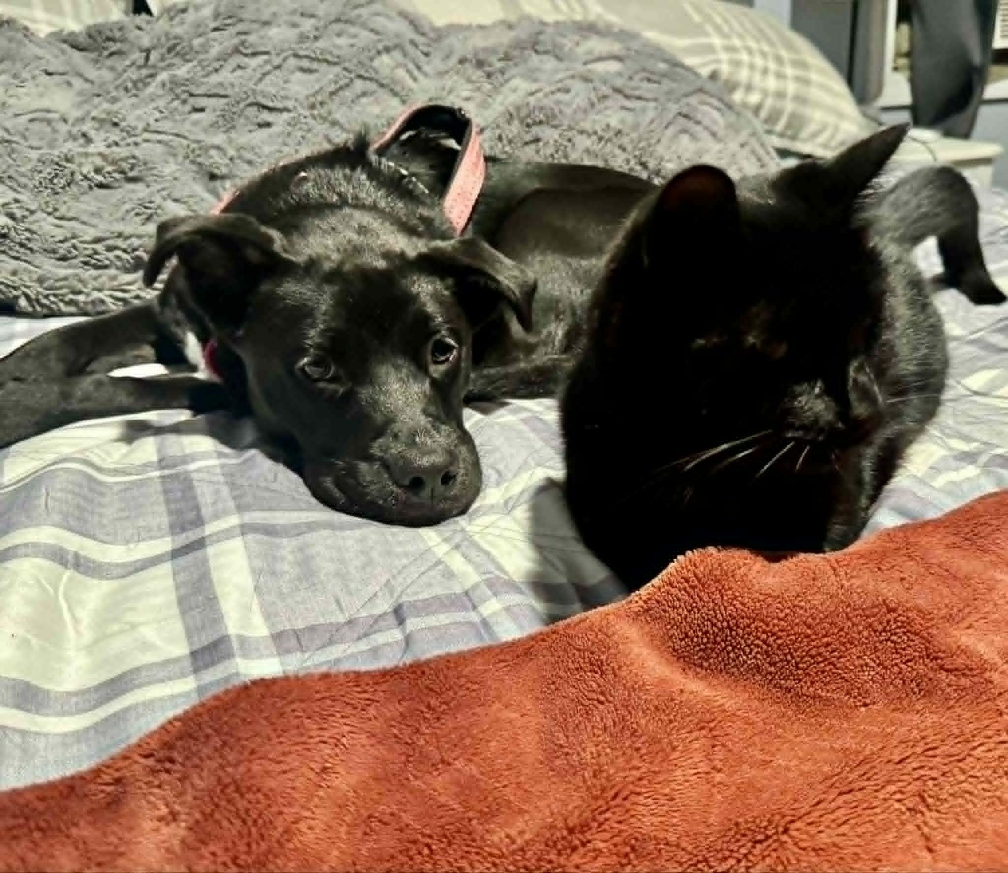 Enlarge TILLIE, a ADOPTABLE Mixed Breed in Charlotte, VT image 5/6