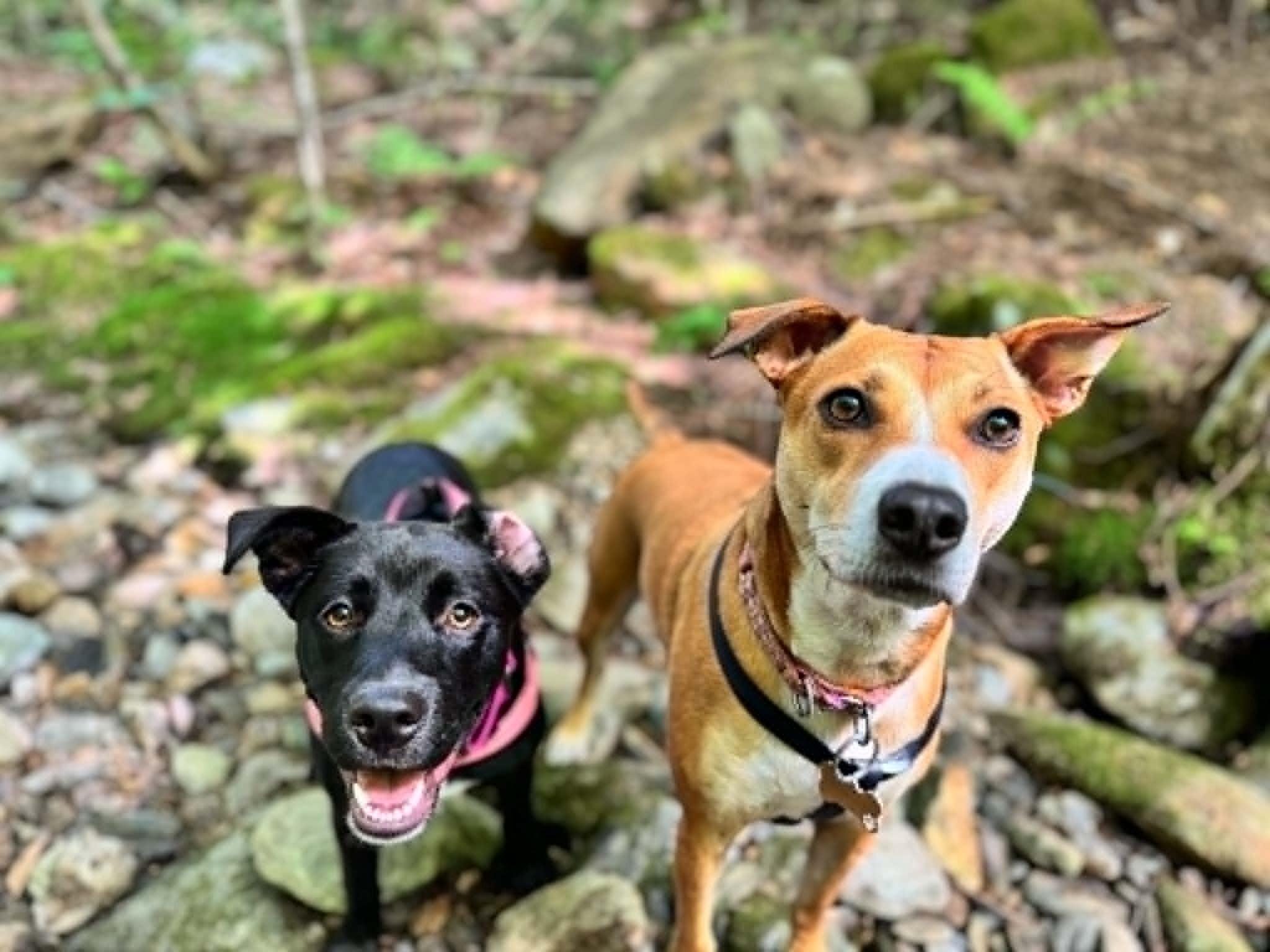 Enlarge TILLIE, a ADOPTABLE Mixed Breed in Charlotte, VT image 2/6