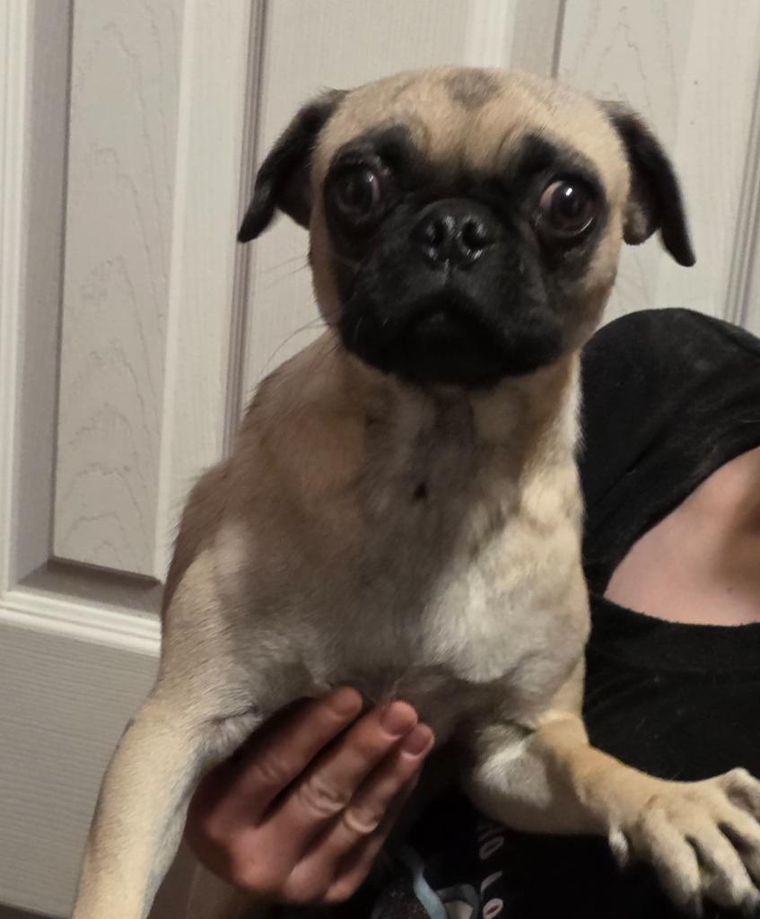 Bubbles, Adoptable, Adult Female Mixed Breed.