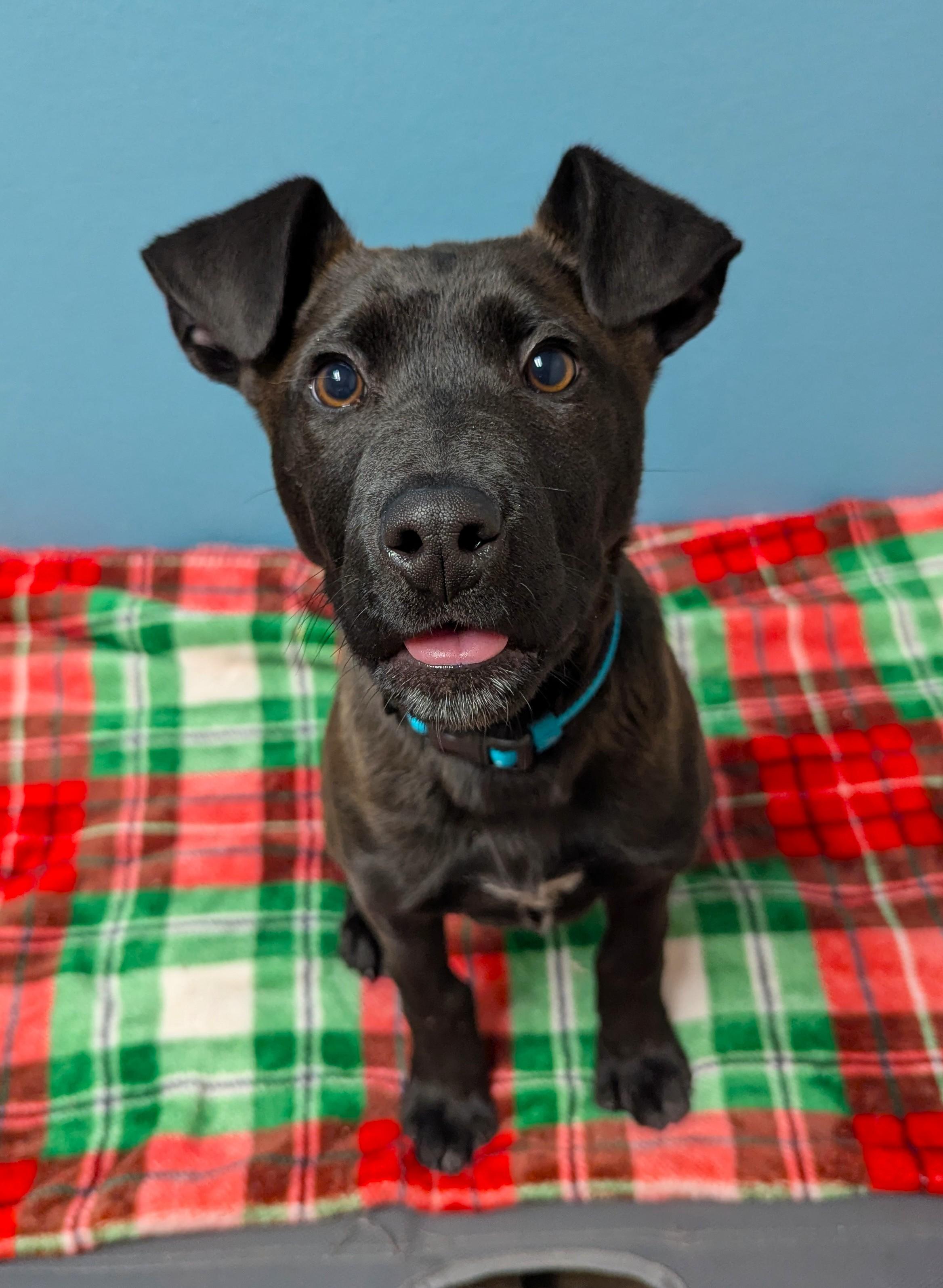 Enlarge Pudding, a Adoptable Mixed Breed in Oconto, WI image 1/1