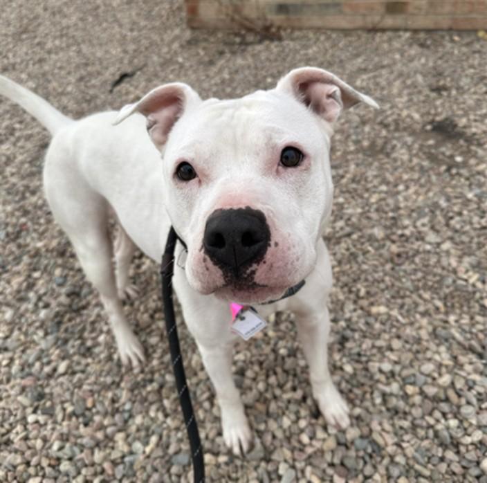 KODA, Adoptable, Adult Female Pit Bull Terrier.