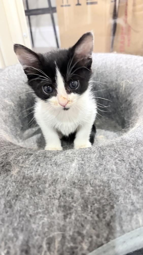 Peplum, Adoptable, Kitten Female Domestic Short Hair.