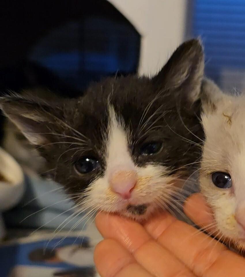 Peplum, a Adoptable mixed breed in Pacifica, CA image 2/6