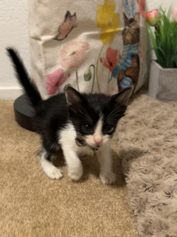 Peplum, a Adoptable mixed breed in Pacifica, CA image 5/6