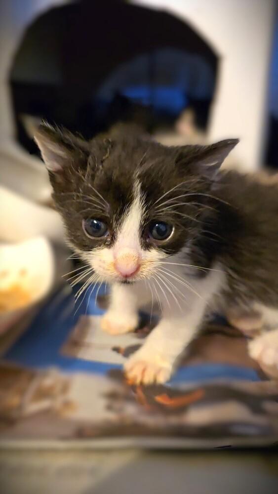 Peplum, a Adoptable mixed breed in Pacifica, CA image 6/6