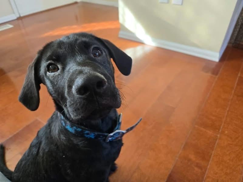 Morty, Adoptable, Puppy Male Labrador Retriever.