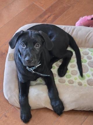 Enlarge Morty, a Adoptable mixed breed in Colorado Springs, CO image 2/3