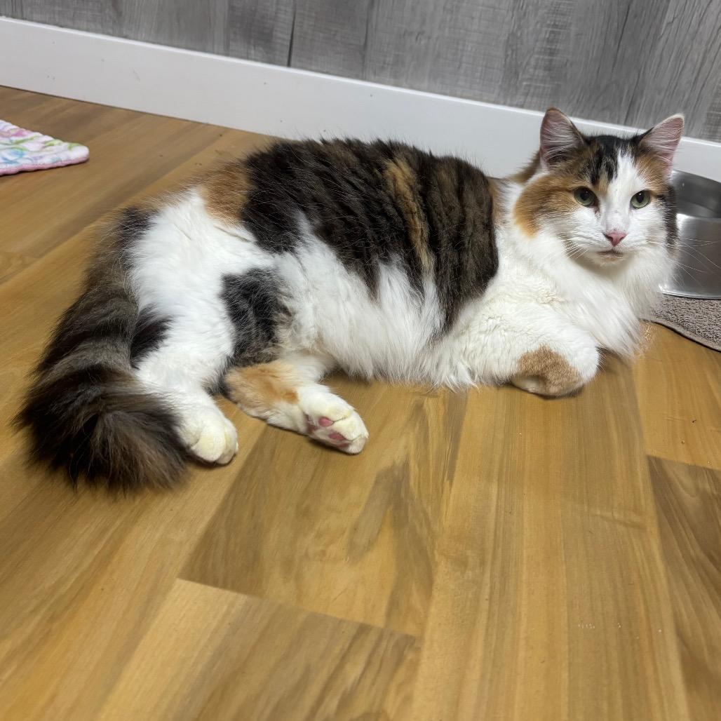 Strawberry/Freya, Adoptable, Adult Female Domestic Long Hair.