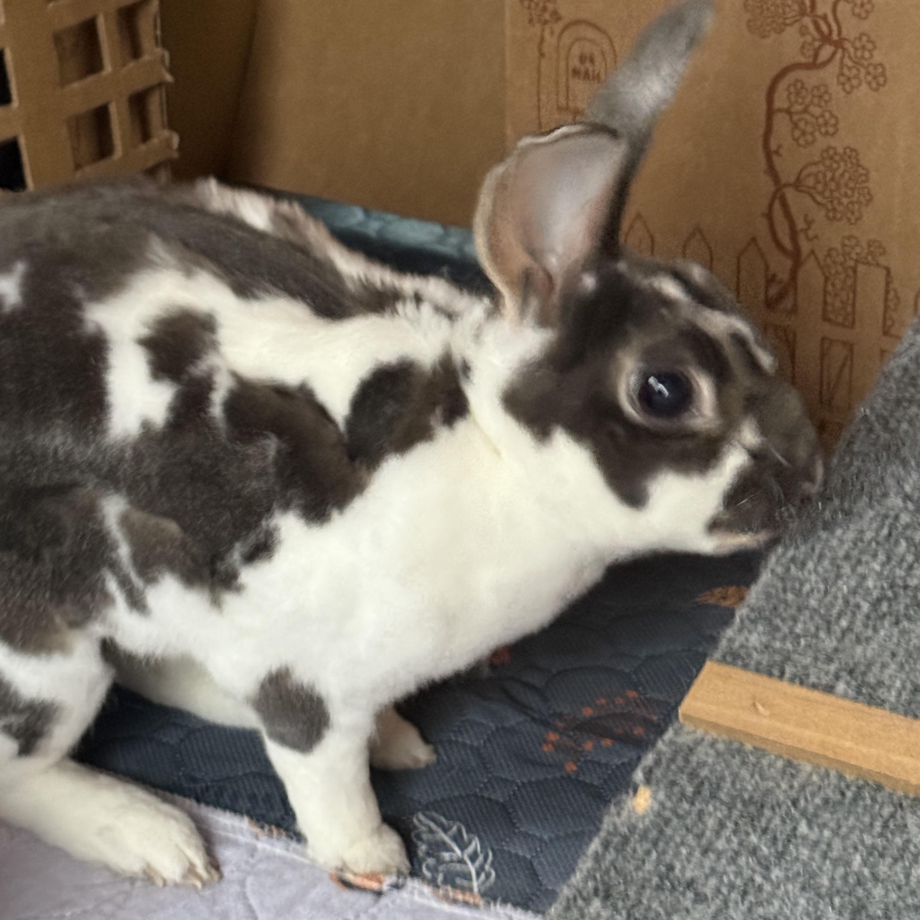 Billy Bob, adopted, Adult Male Rex.