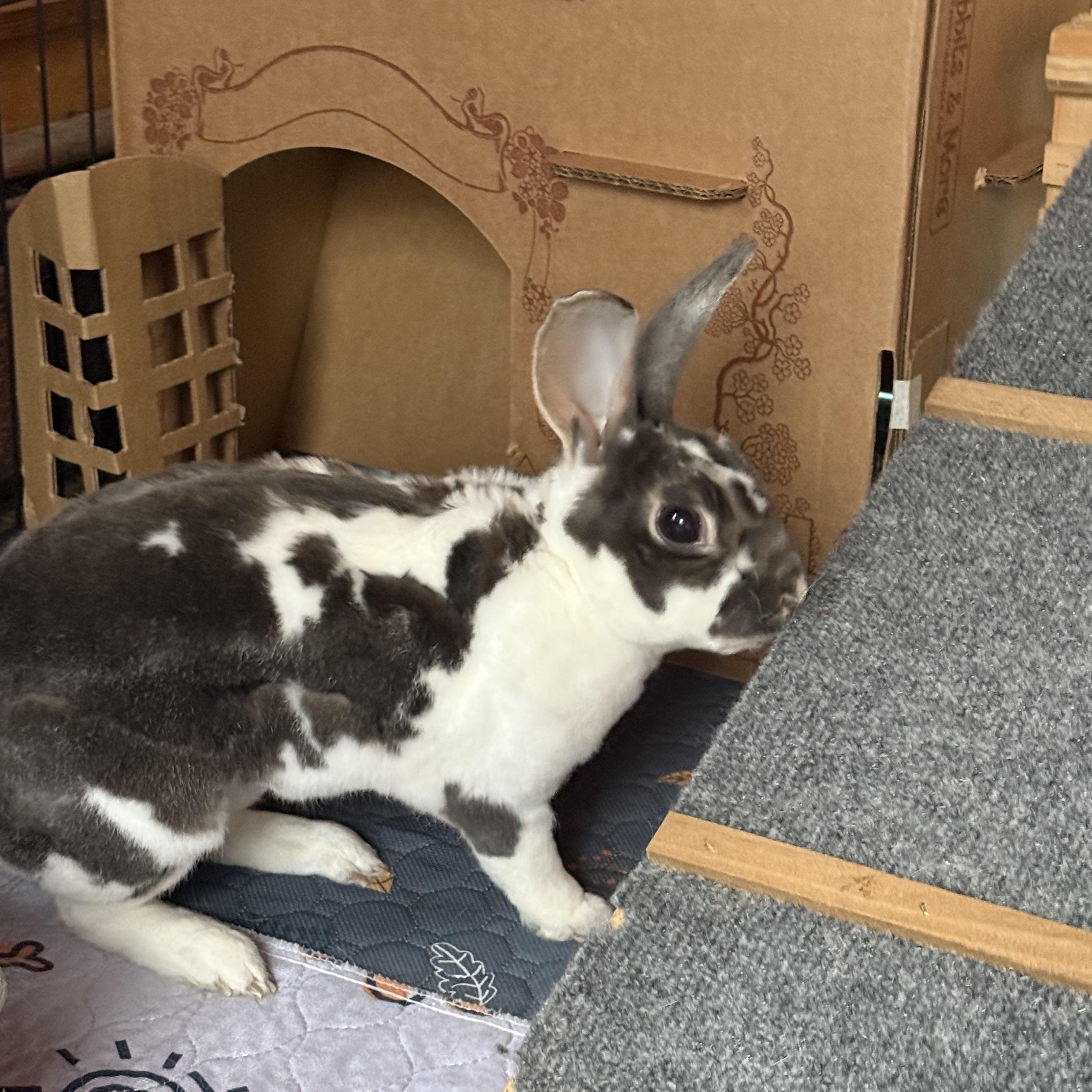 Enlarge Billy Bob, a Adoptable Rex in Cream Ridge, NJ image 2/3