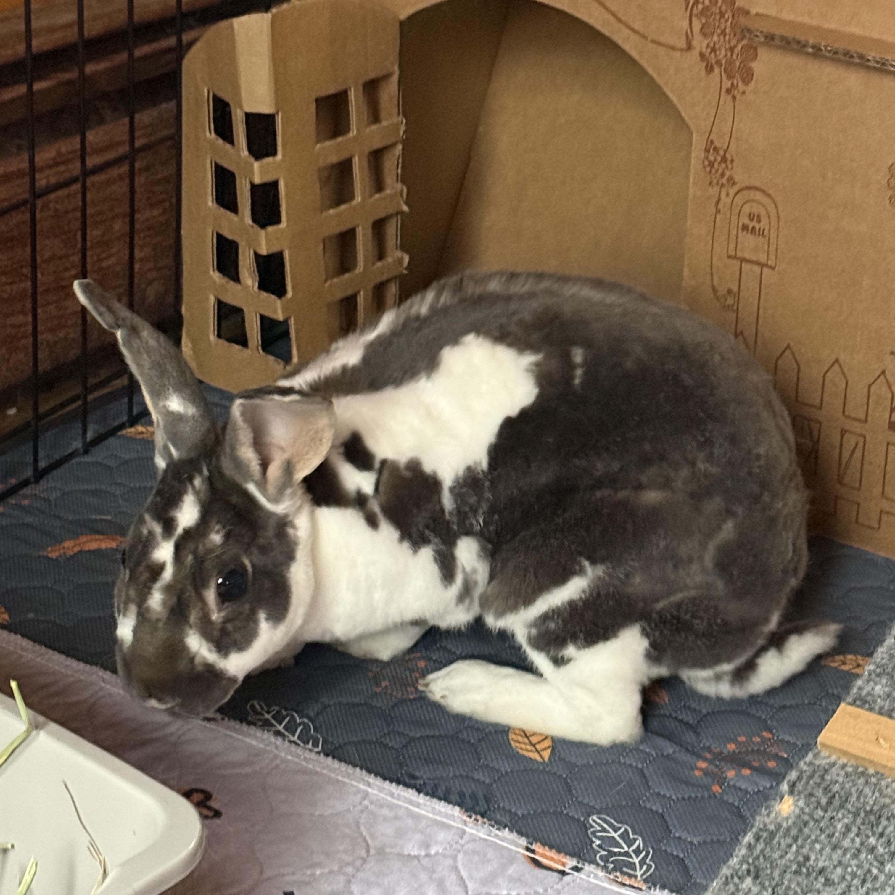 Enlarge Billy Bob, a Adoptable Rex in Cream Ridge, NJ image 3/3