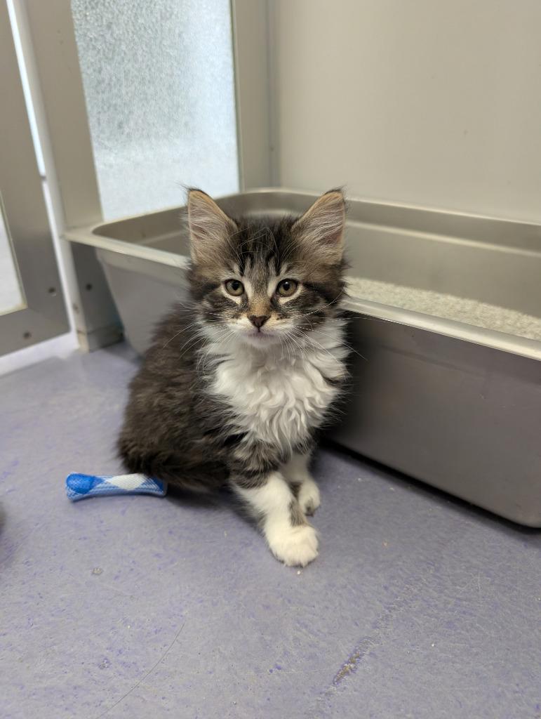 Enlarge Spice, a Adoptable mixed breed in Rockford, IL image 1/2