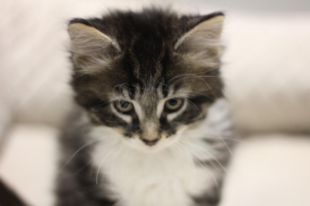 Enlarge Spice, a Adoptable mixed breed in Rockford, IL image 2/2