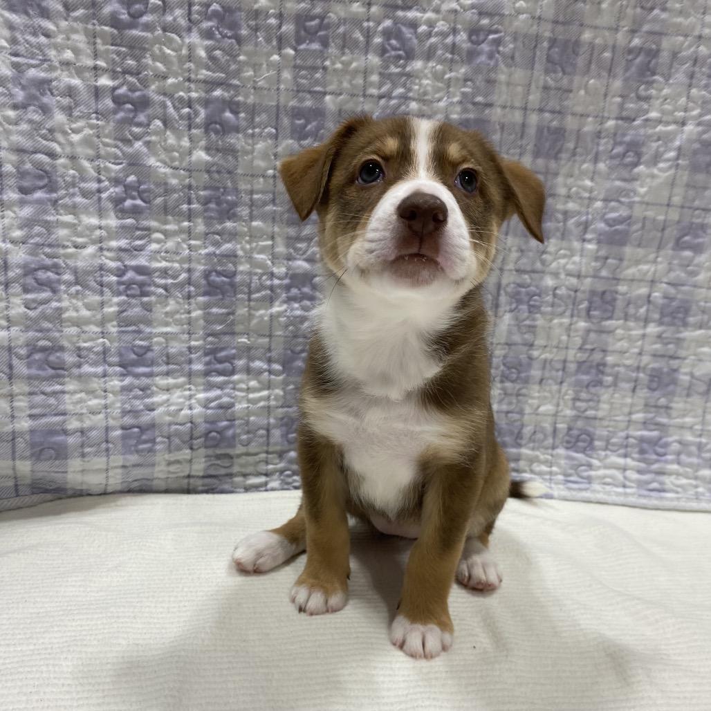 Enlarge Denali, a Adoptable mixed breed in Puslinch, ON image 1/6