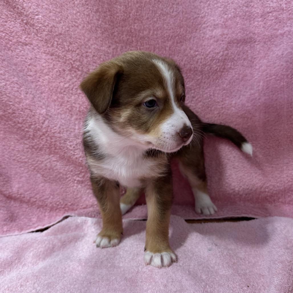 Enlarge Denali, a Adoptable mixed breed in Puslinch, ON image 2/6