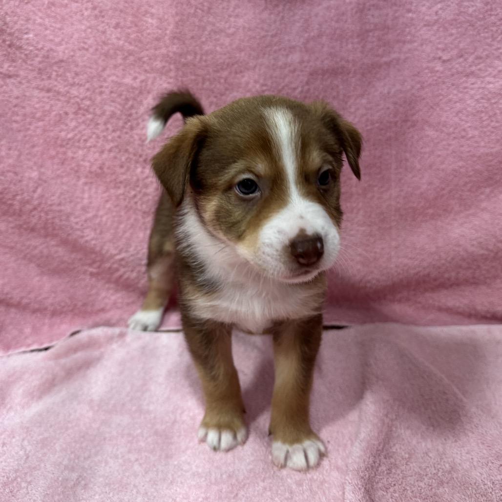 Enlarge Denali, a Adoptable mixed breed in Puslinch, ON image 3/6