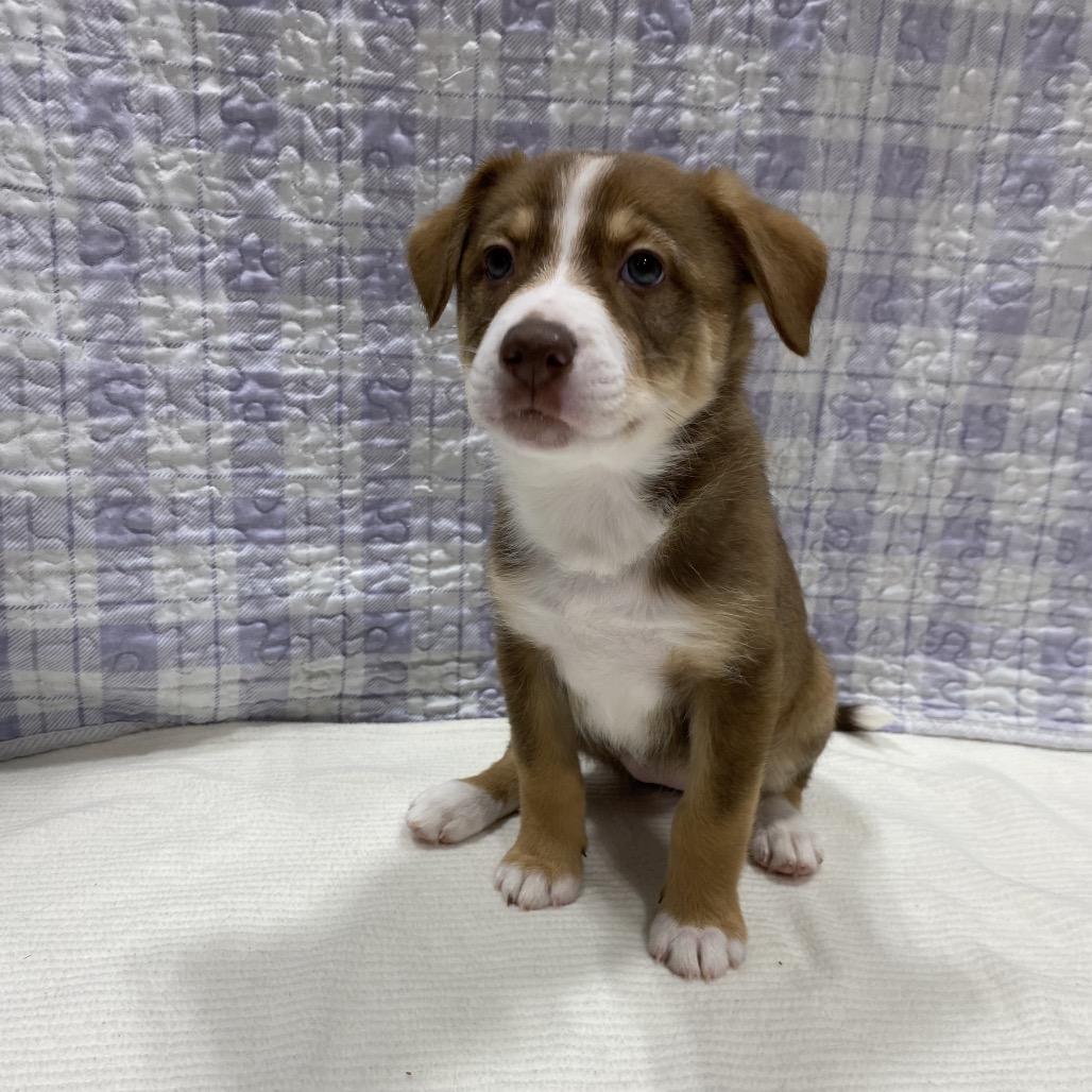 Enlarge Denali, a Adoptable mixed breed in Puslinch, ON image 4/6
