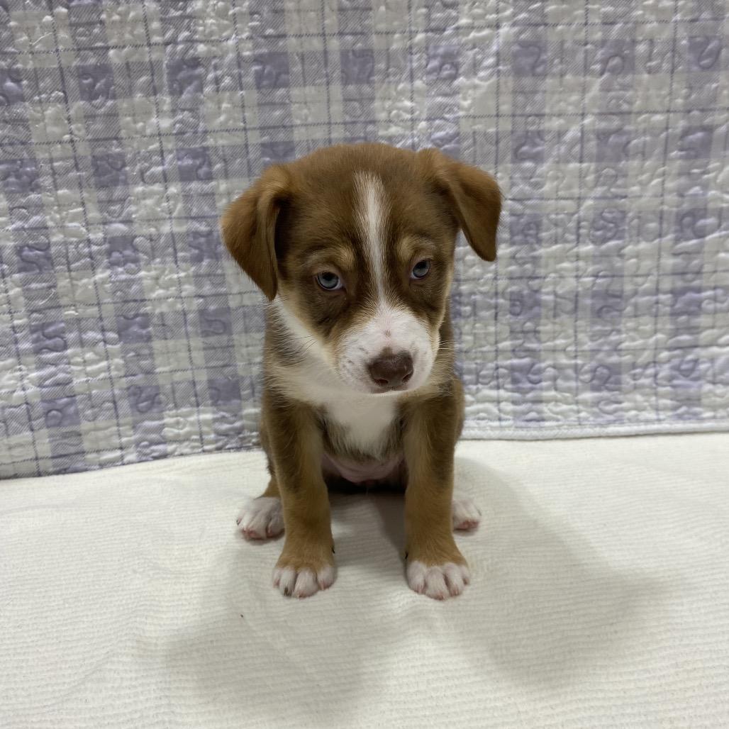 Enlarge Denali, a Adoptable mixed breed in Puslinch, ON image 5/6