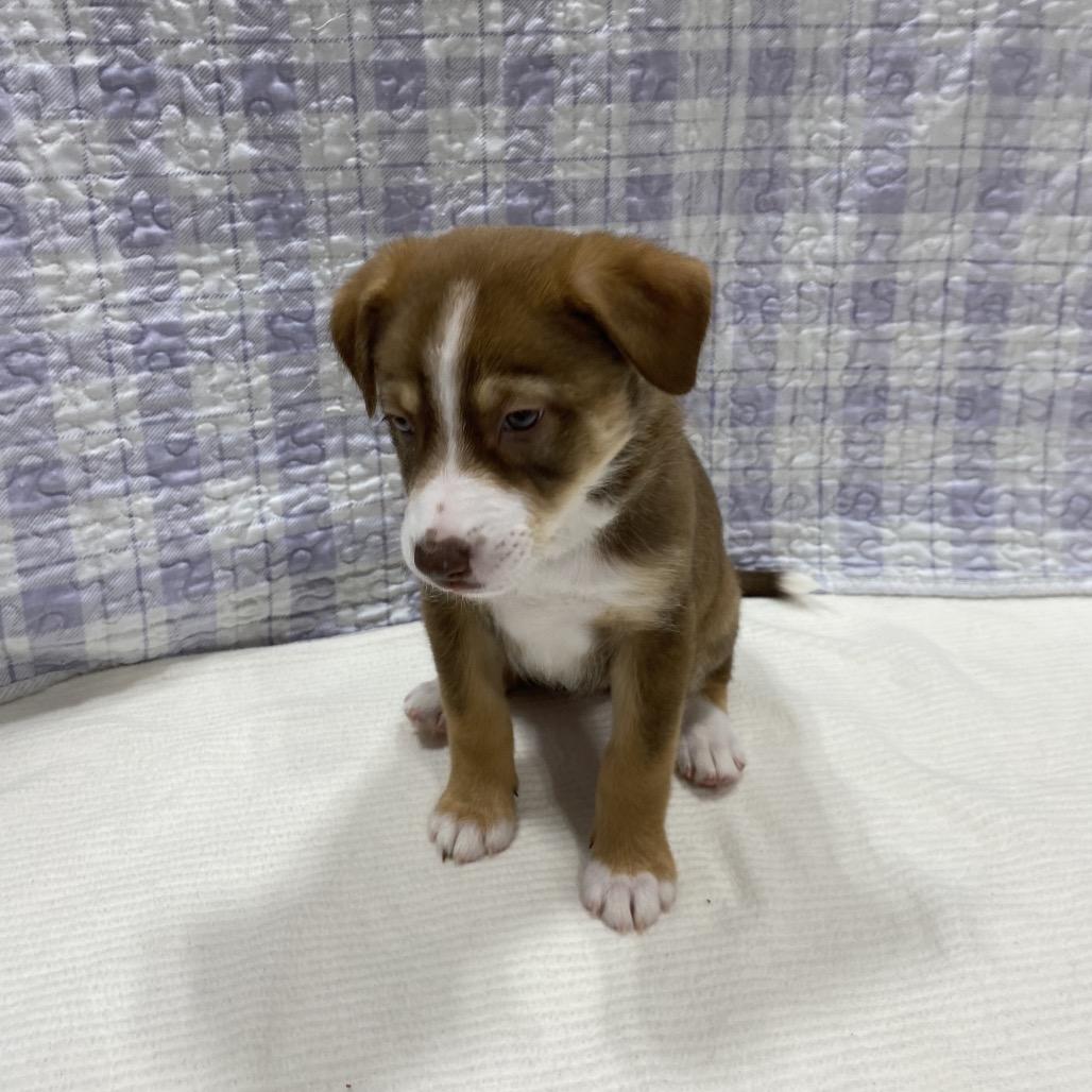 Enlarge Denali, a Adoptable mixed breed in Puslinch, ON image 6/6