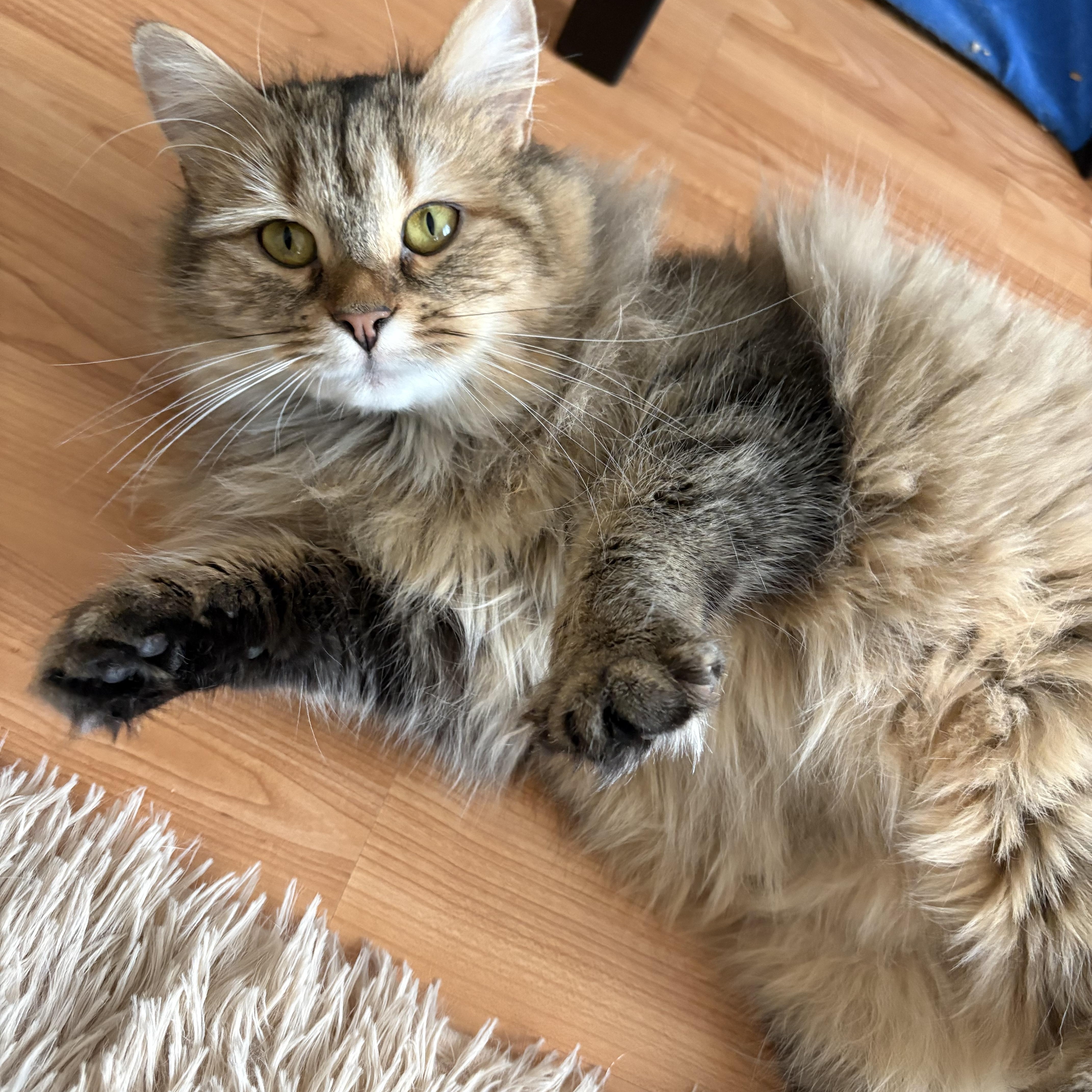 Enlarge Maggie, an adopted Domestic Long Hair in Ottawa, ON image 1/6