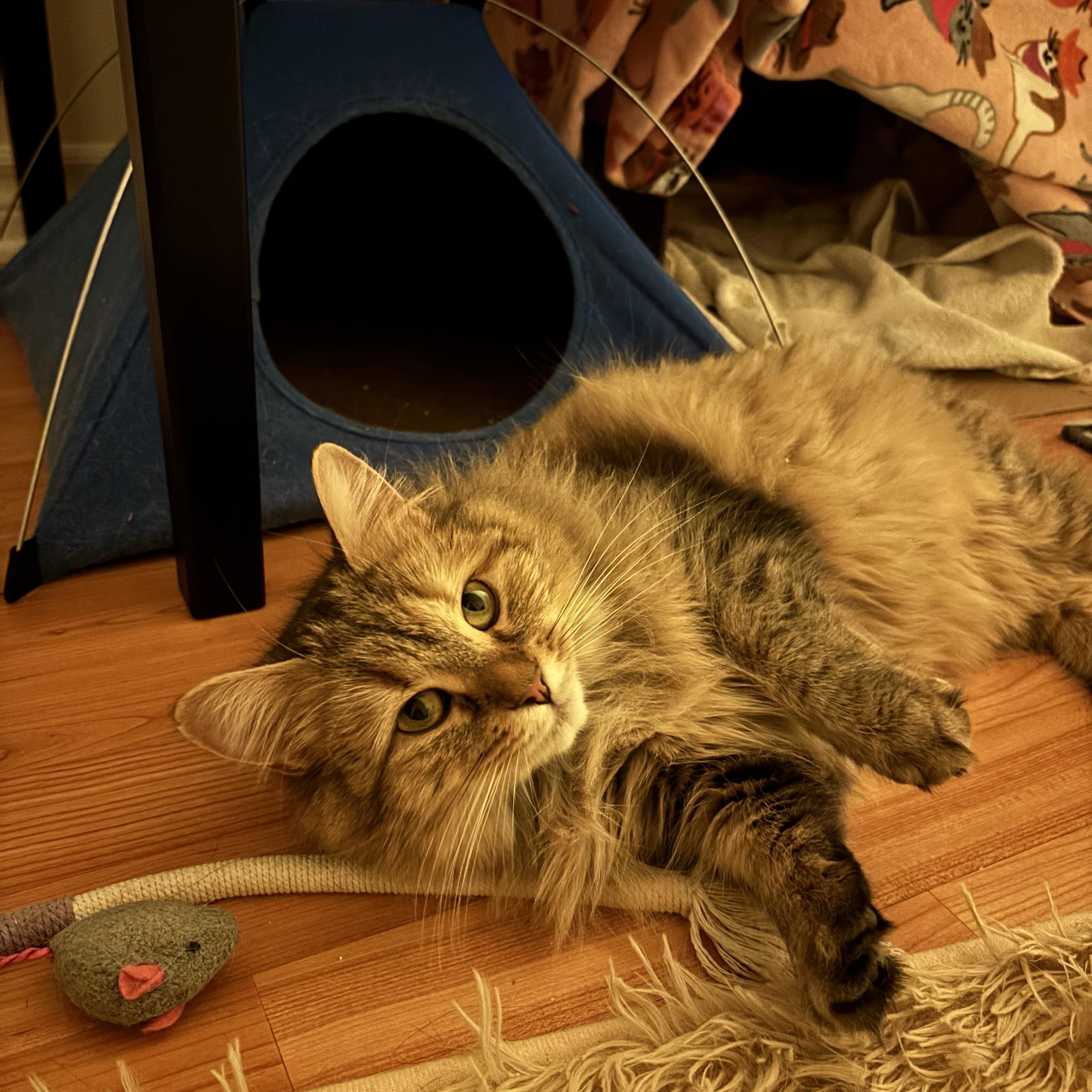 Enlarge Maggie, an adopted Domestic Long Hair in Ottawa, ON image 5/6