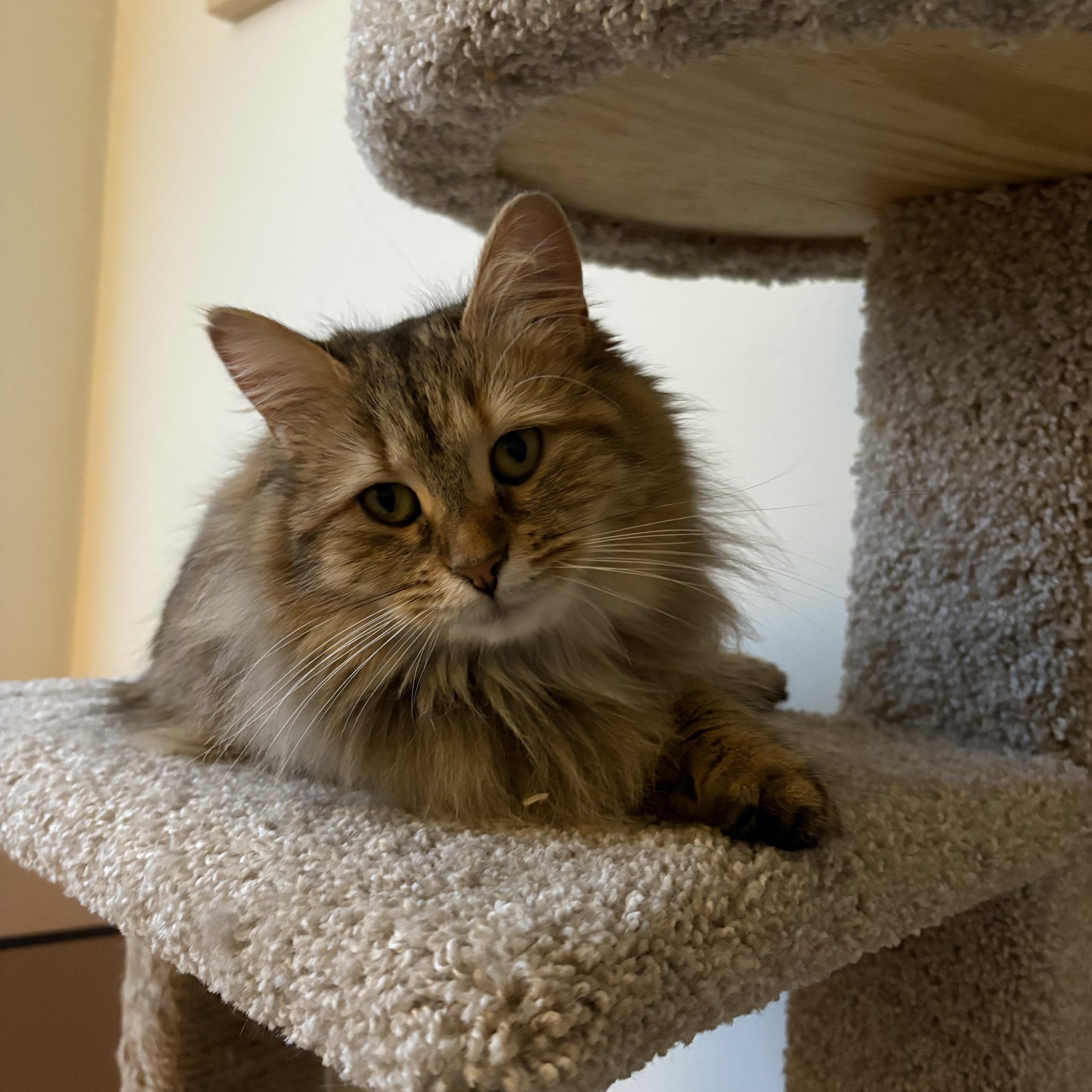 Enlarge Maggie, an adopted Domestic Long Hair in Ottawa, ON image 2/6