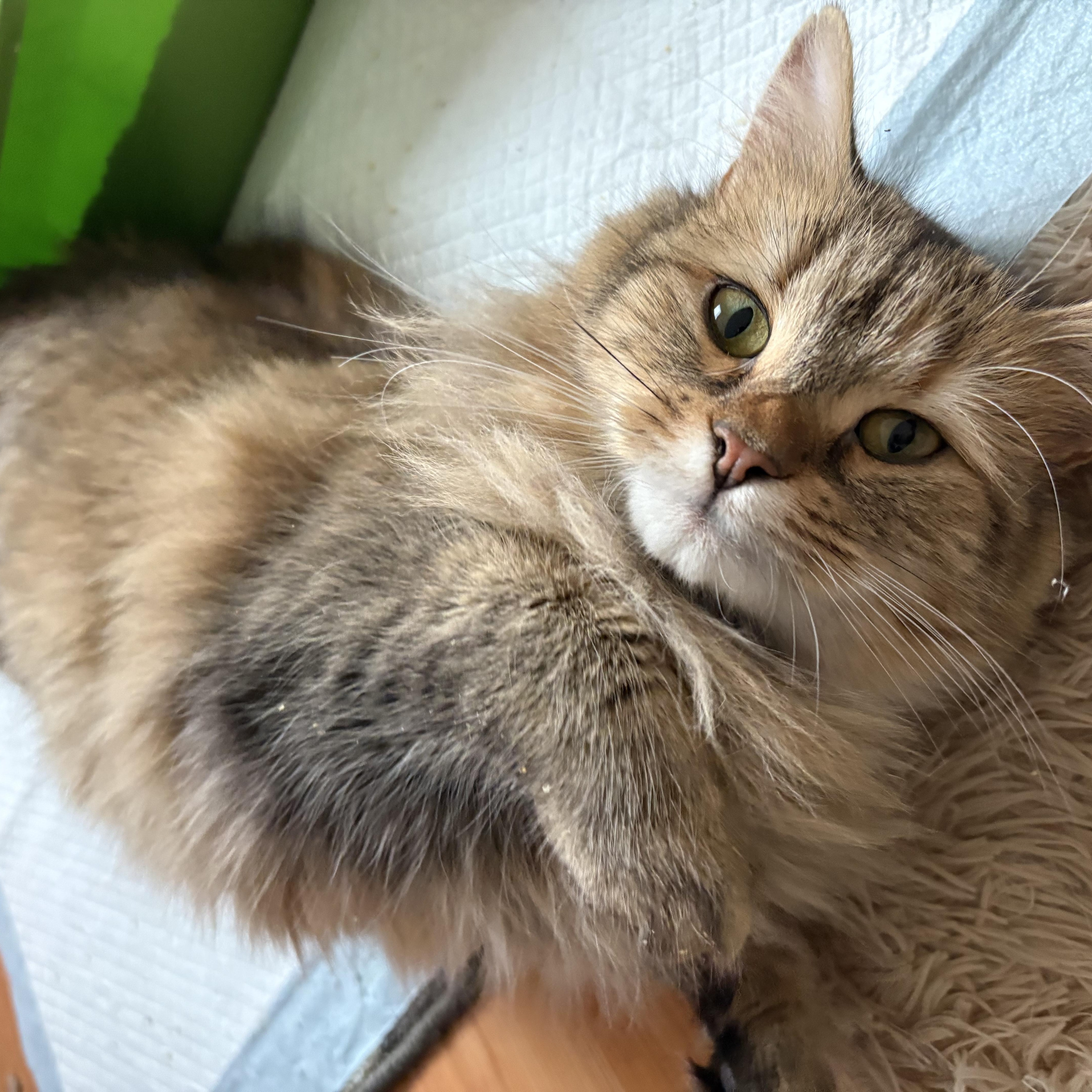 Enlarge Maggie, an adopted Domestic Long Hair in Ottawa, ON image 4/6