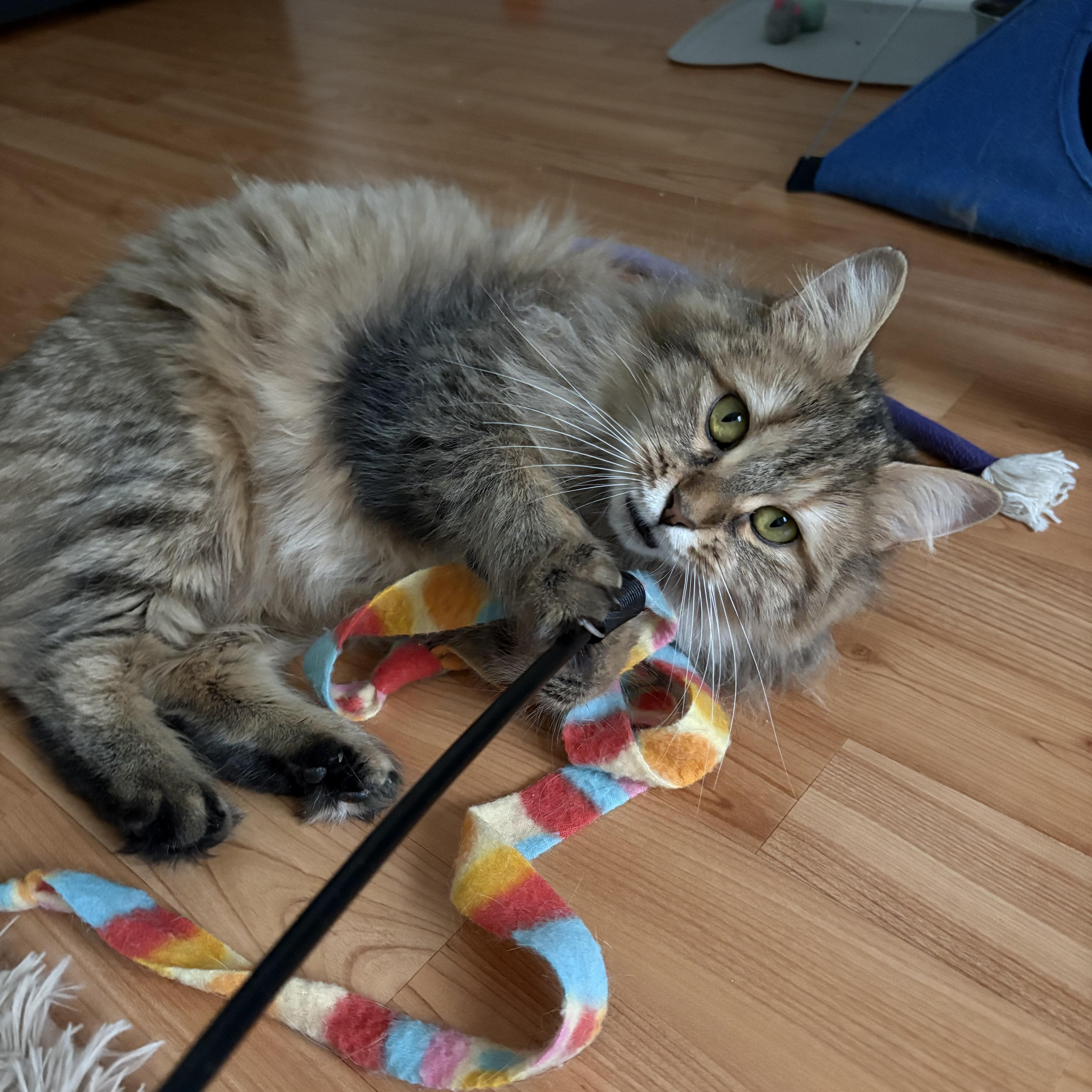 Enlarge Maggie, an adopted Domestic Long Hair in Ottawa, ON image 3/6