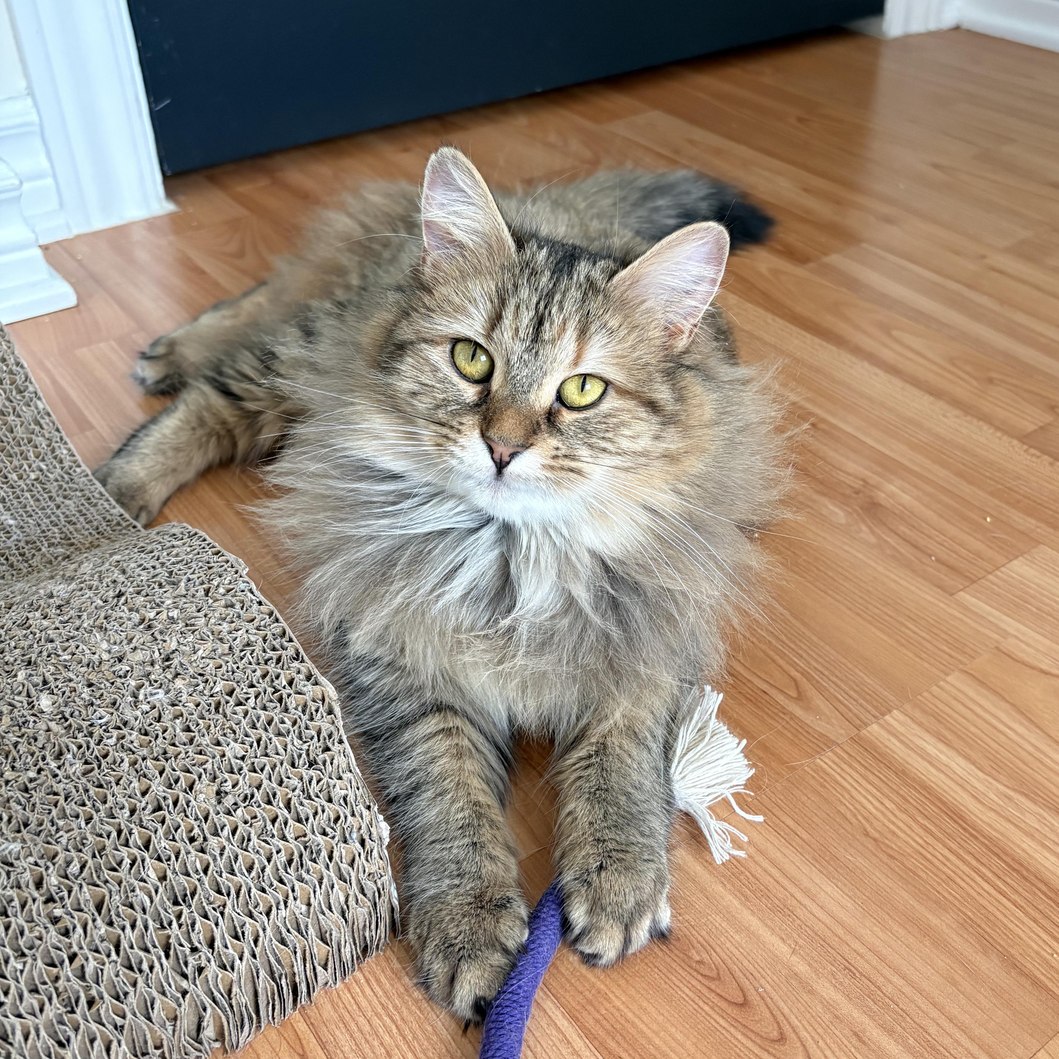 Enlarge Maggie, an adopted Domestic Long Hair in Ottawa, ON image 6/6