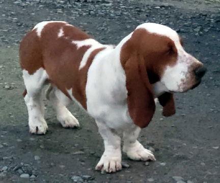 COPPER, Adoptable, Young Male Basset Hound.