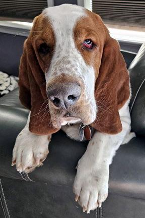Enlarge COPPER, a Adoptable Basset Hound in Mays Landing, NJ image 2/3