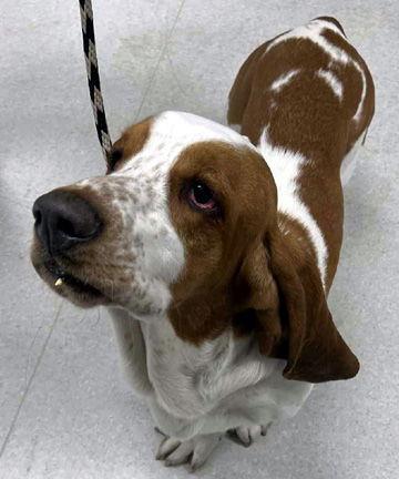 Enlarge COPPER, a Adoptable Basset Hound in Mays Landing, NJ image 3/3