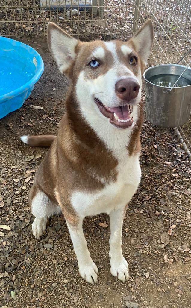 Enlarge Reina, a Adoptable mixed breed in Lockhart, TX image 2/3