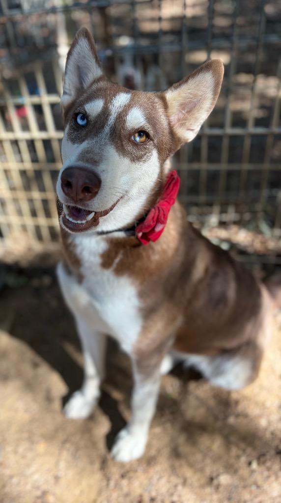 Enlarge Reina, a Adoptable mixed breed in Lockhart, TX image 1/3