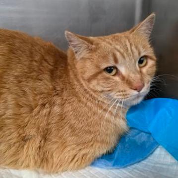 Enlarge Astrid, a Adoptable mixed breed in Fort Collins, CO image 1/1