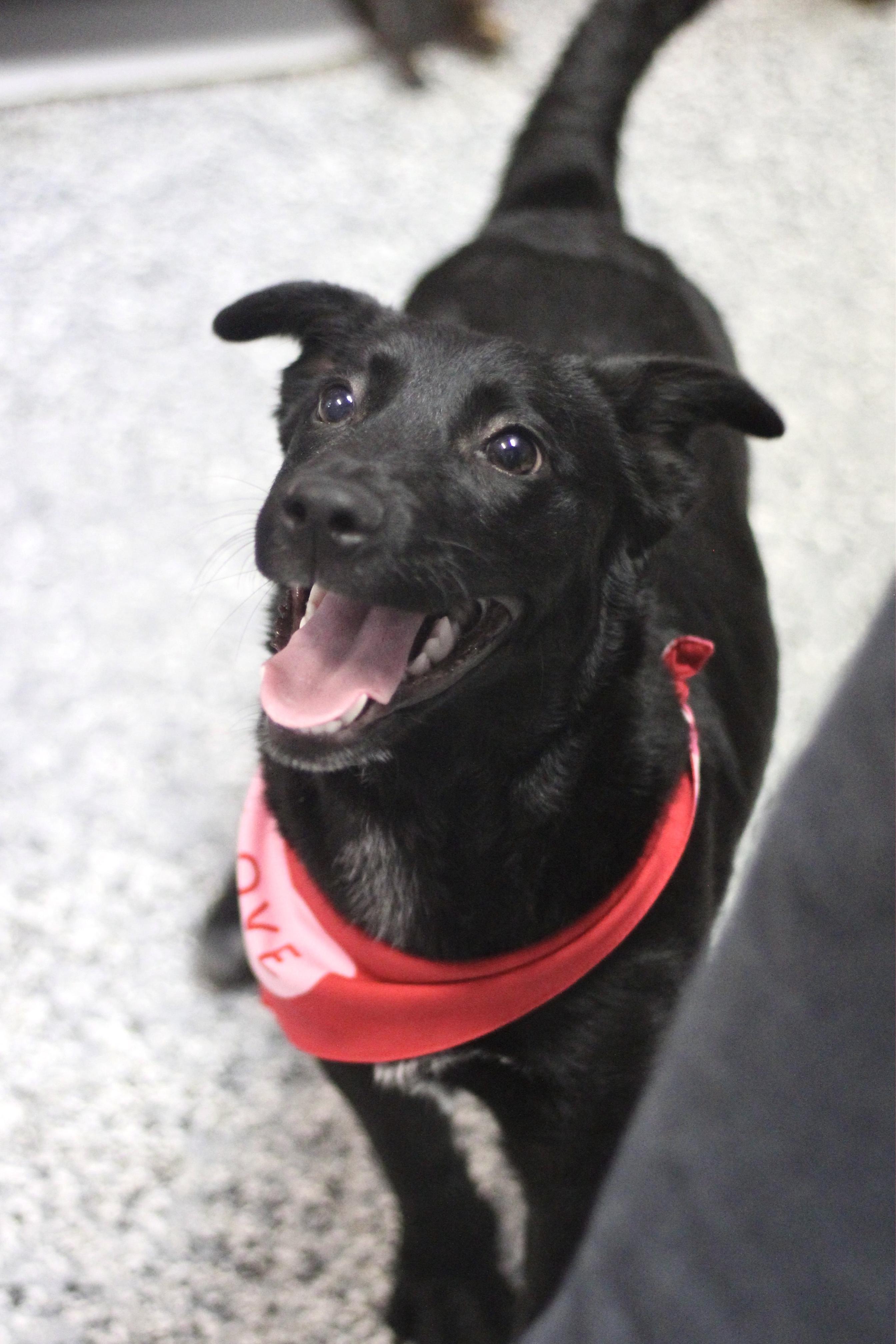 Suzy in NH! Come Meet our Adoptable Dogs Wednesday-Saturday. More info in Bio! , ADOPTABLE, Puppy Female Corgi.