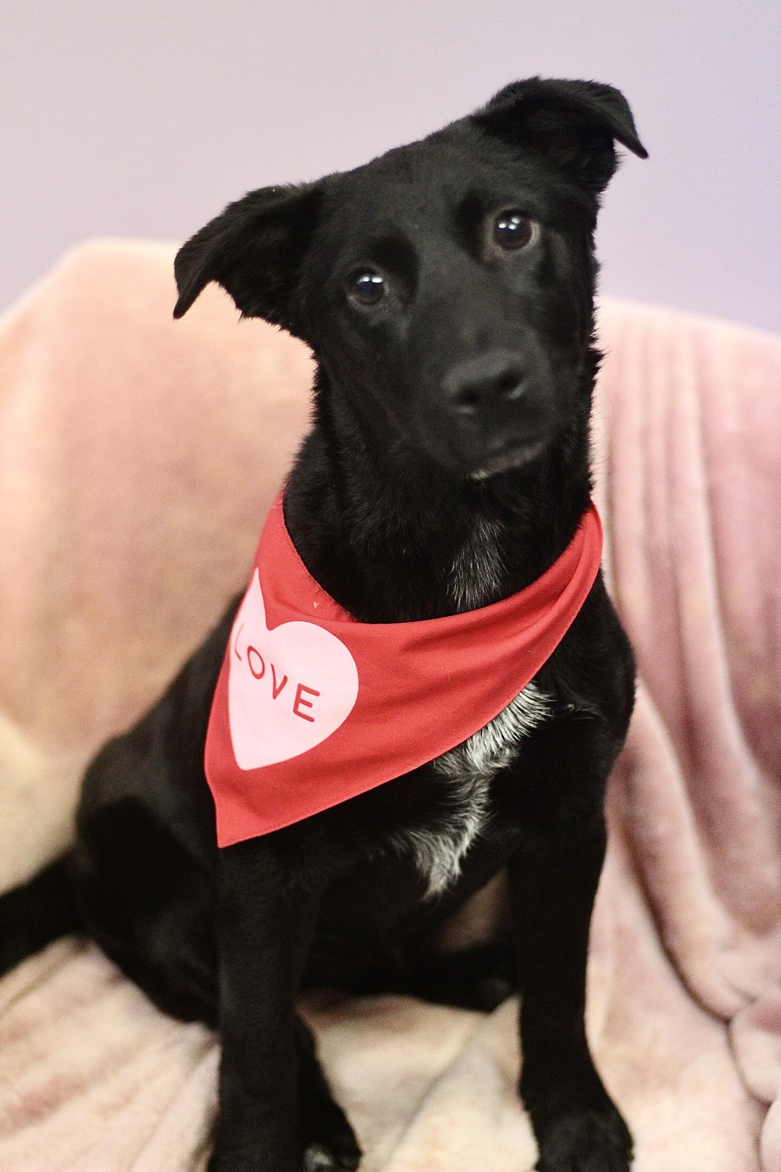 Suzy in NH! Come Meet our Adoptable Dogs Wednesday-Saturday. More info in Bio! , a ADOPTABLE mixed breed in Manchester, NH image 3/3