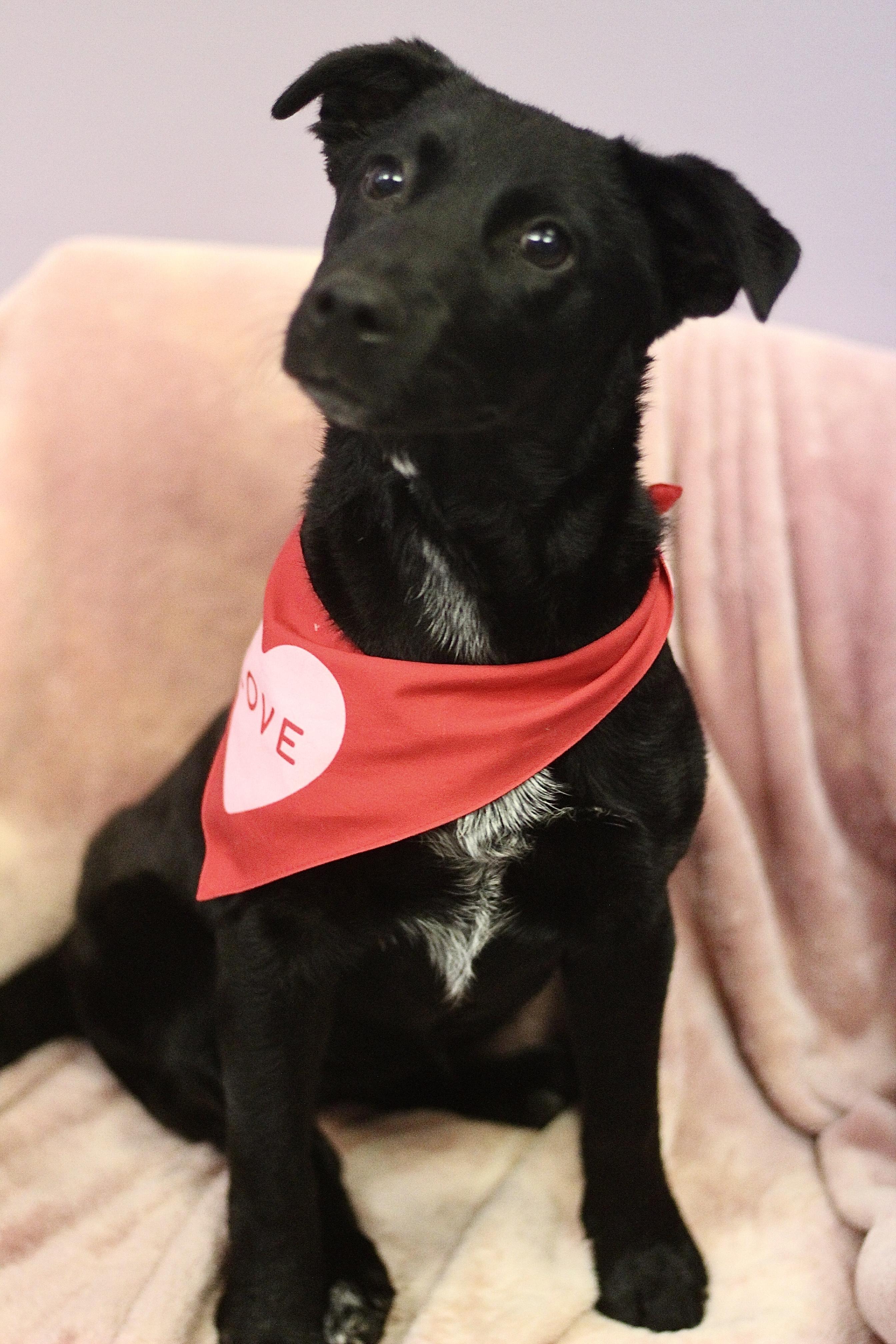 Suzy in NH! Come Meet our Adoptable Dogs Wednesday-Saturday. More info in Bio! , a ADOPTABLE mixed breed in Manchester, NH image 2/3