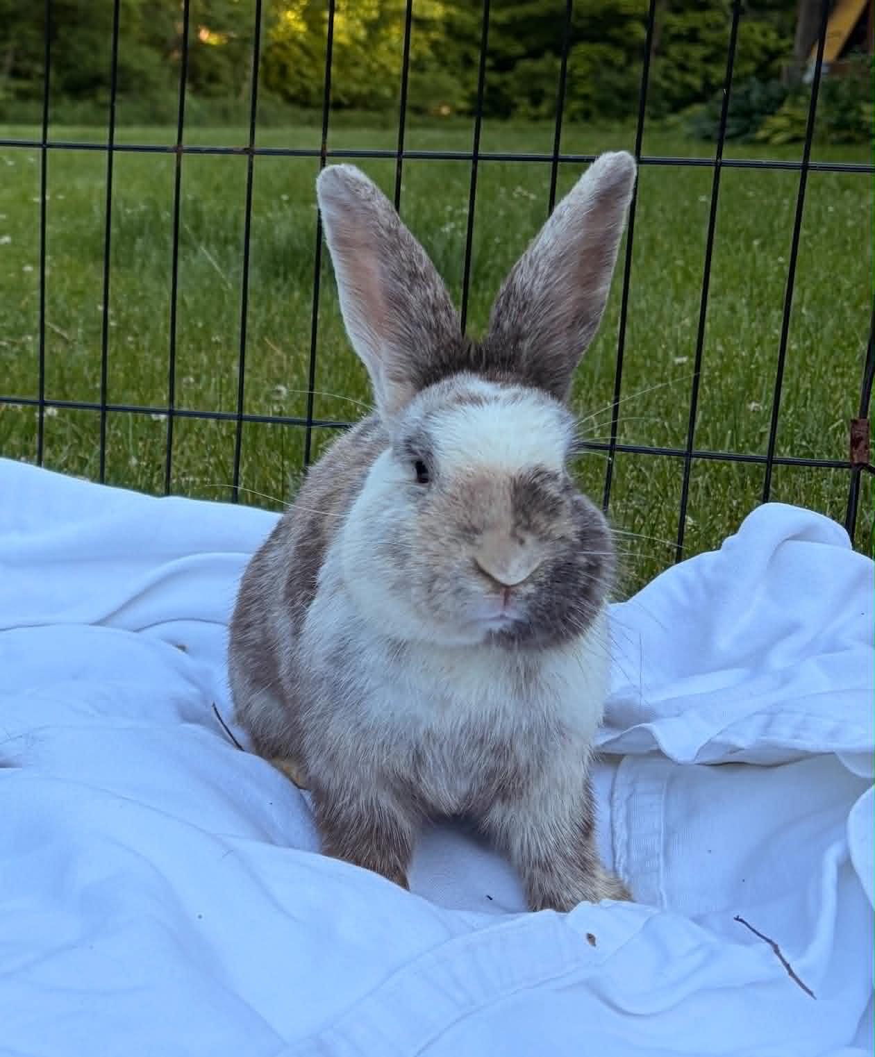 Rutabaga (Rootie), a ADOPTABLE Bunny Rabbit in Fulton, NY image 2/4